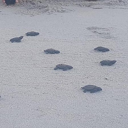 Apartamento Praia Dos Carneiros Tamandaré 外观 照片